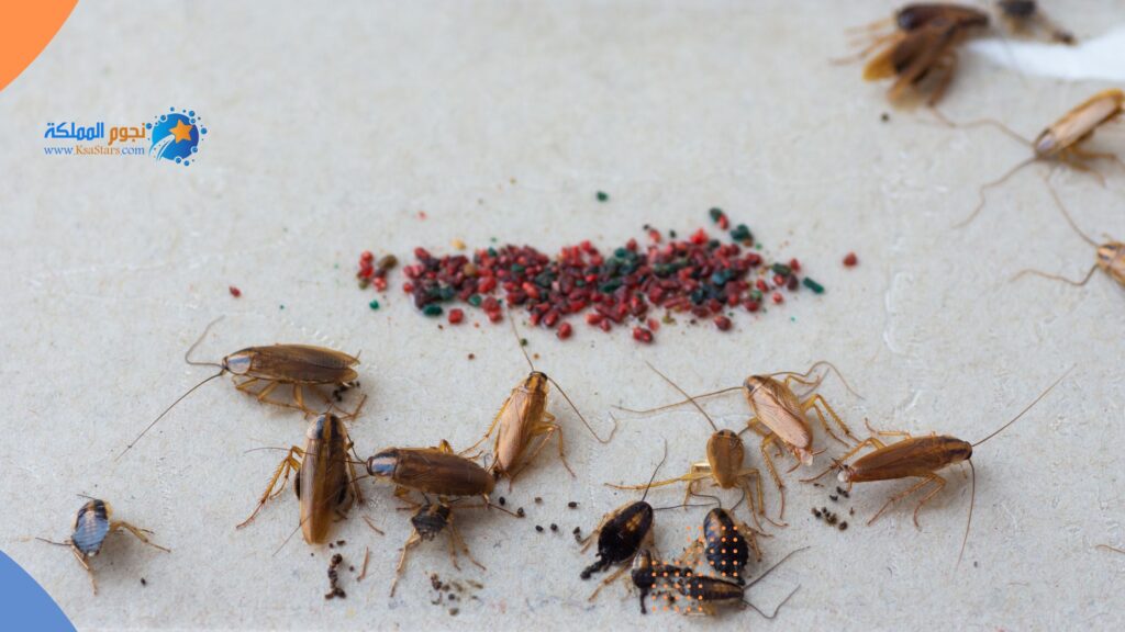 طريقة استخدام عجينة الصراصير في جدة