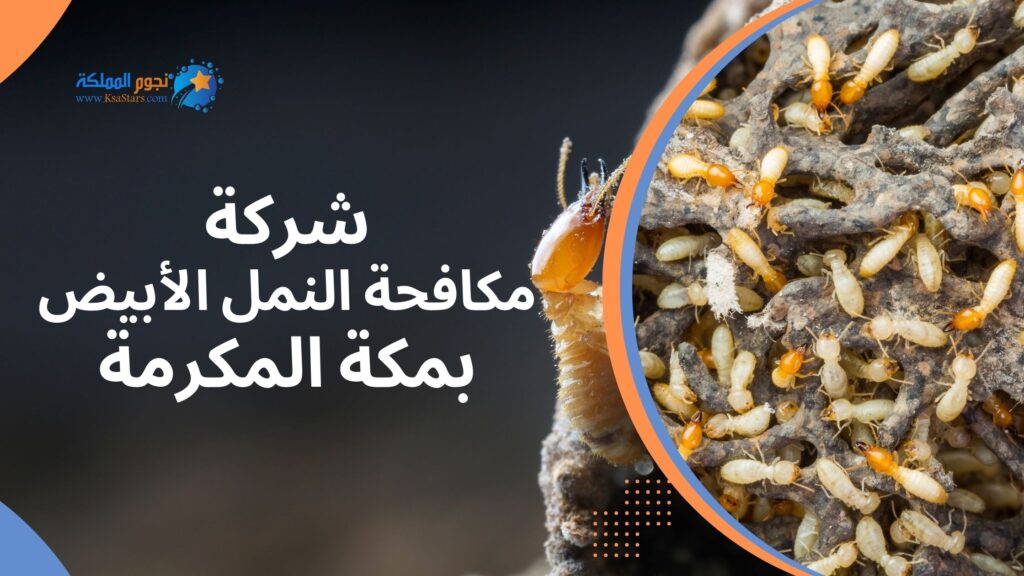 شركة مكافحة النمل الأبيض بمكة