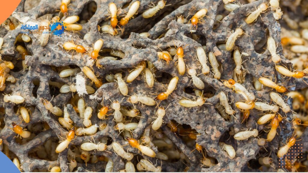 حشرة النمل الابيض بالباحة