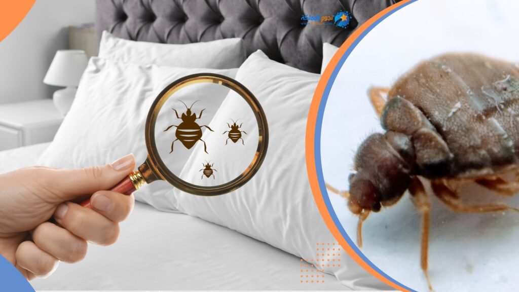 شركة مكافحة البق بالباحة