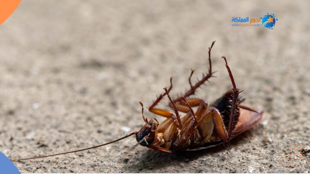 شركة مكافحة الصراصير بالباحة